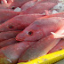 Profile : Red Snapper Fish Wholesale - Info Red Snapper Nutrition and Snapper Fish Species