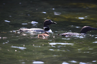 Loon Family Photo by Trisha Field