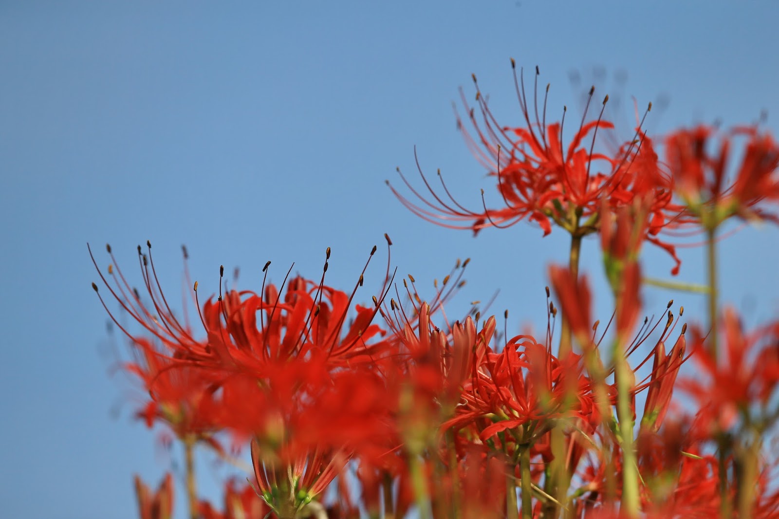 Red Spider Lily (Higanbana