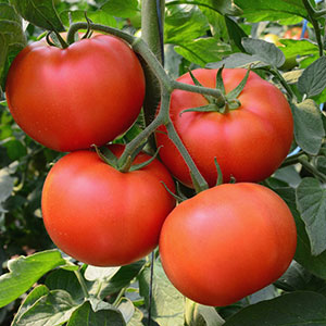 Tomate Para Cicatrices de Acne Tomate Para Cicatrices de Acne