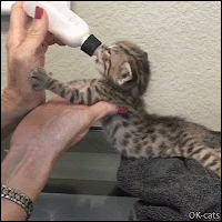 Cute Kitten GIF • Thirsty Bengal kitty drinking baby bottle and wiggling her ears in a funny way