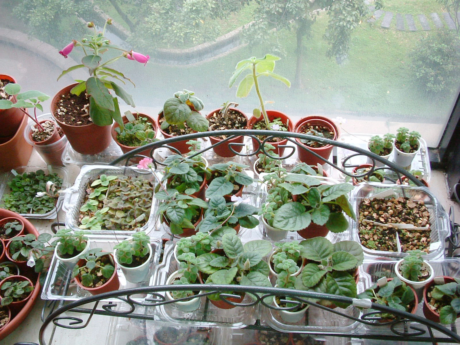 8月2003 - 園藝部落格：iGarden 花寶愛花園園藝文摘Plus