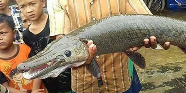 Palembang Geger! Lagi Asik Menjaring, Warga Temukan Ikan Aligator Palembang Geger! Lagi Asik Menjaring, Warga Temukan Ikan Aligator