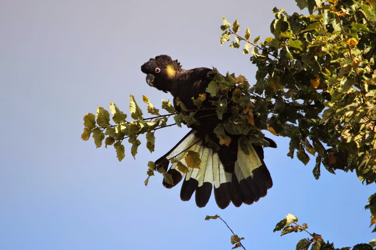 Pete's Flap Birding Aus Yellowtailed black cockatoos, Clarendon