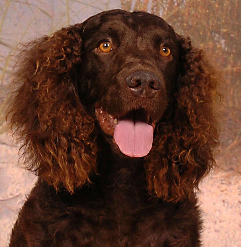 Everything about your American Water Spaniel - LUV My dogs