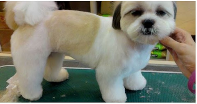 Conheça os tipos de tosa para SHIH TZU