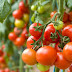 Petani Tomat Di Lembang,Mengeluh Harga Jual Murah