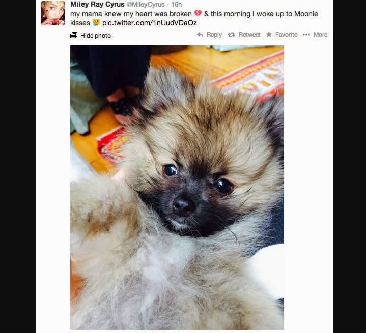 Miley Cyrus Tiene Nuevo Perro