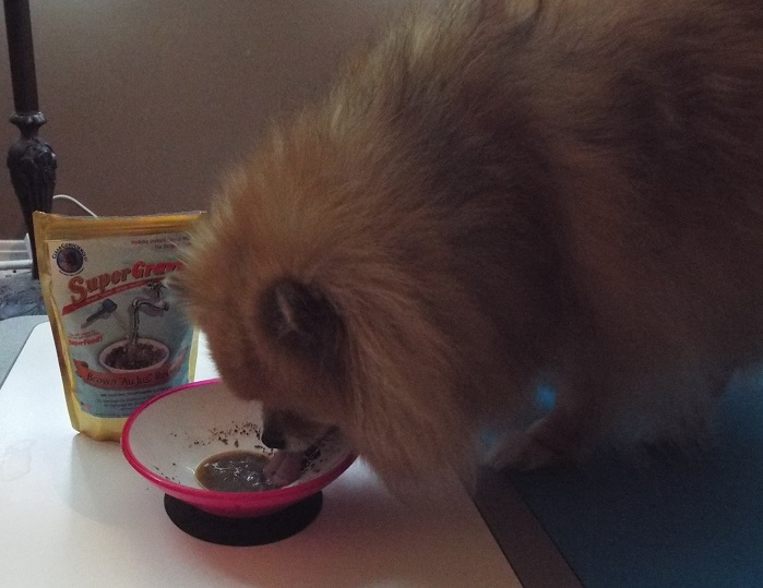 Can I Switch The Flavor Of Cat Food Can I Switch The Flavor Of Cat Food