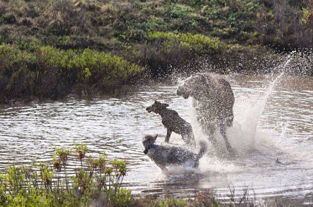 Madre alce lucha contra lobos para defender a su cría