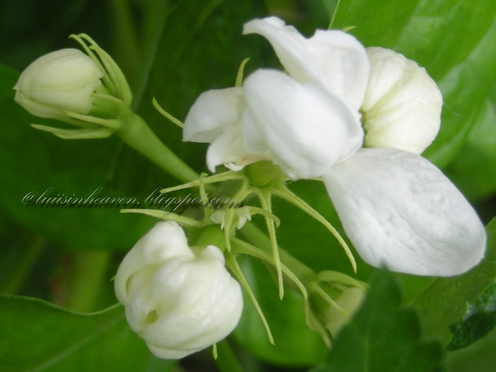 lui is in heaven Sampaguita