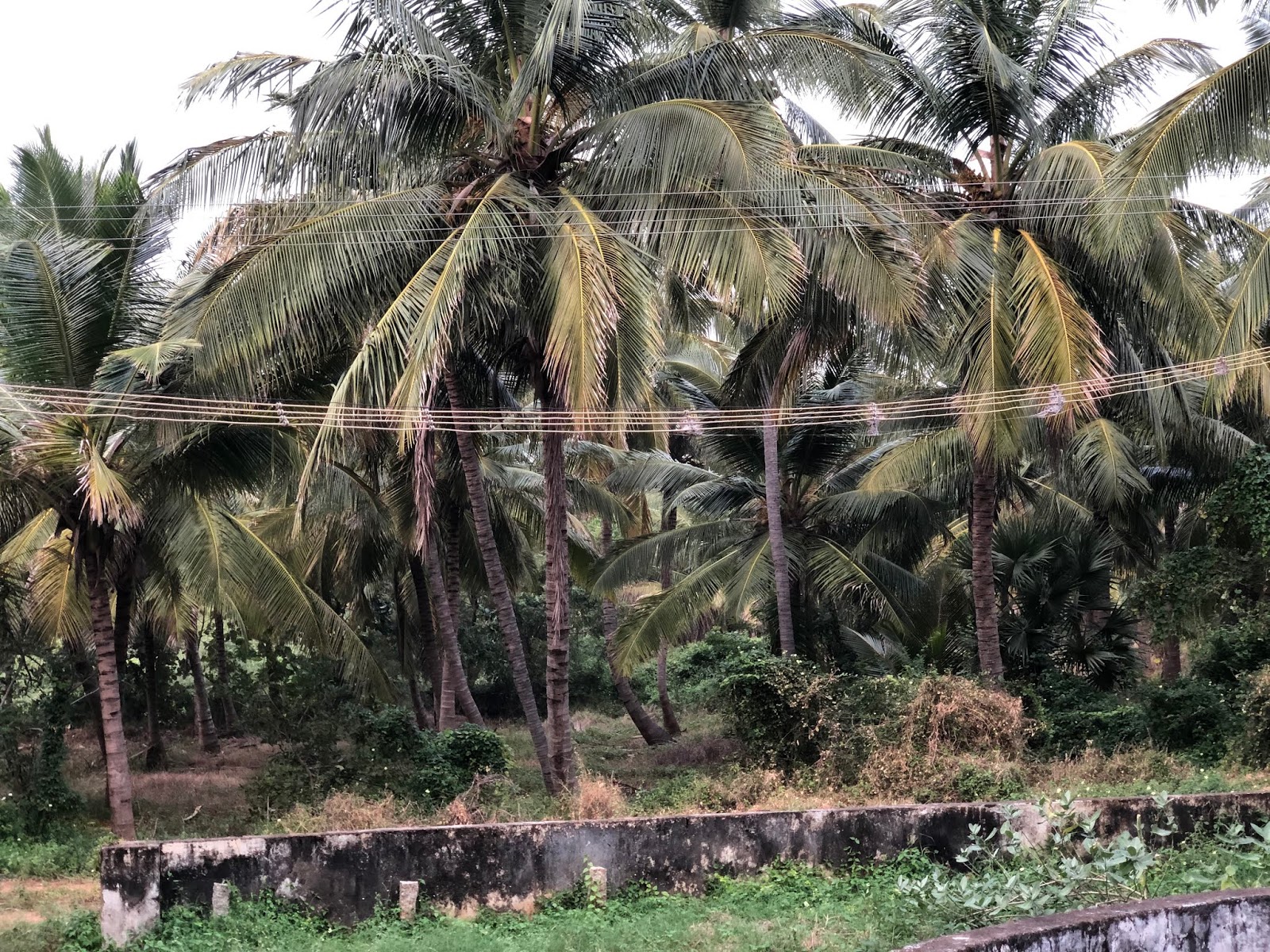 AGRI LANDS COCONUT FARM FOR SALE AT NAGERCOIL KANYAKUMARI DIST.