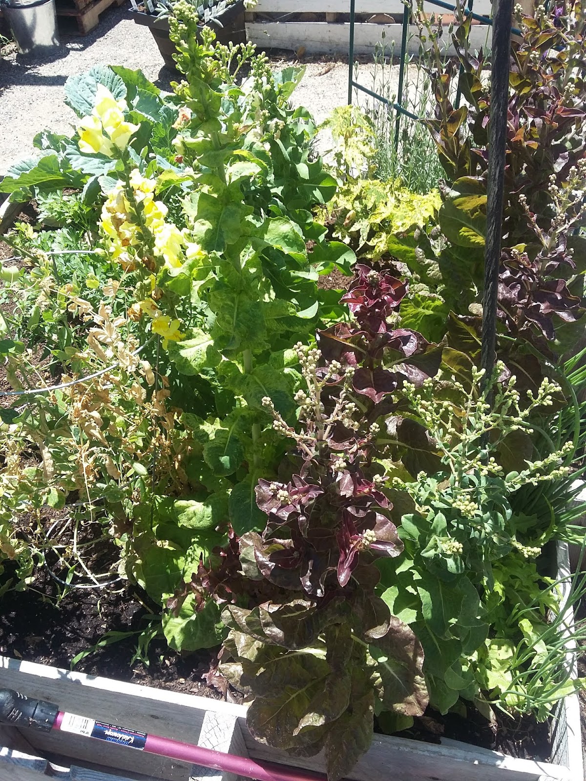 The Scientific Gardener Sweet Pea's Pet Boutique