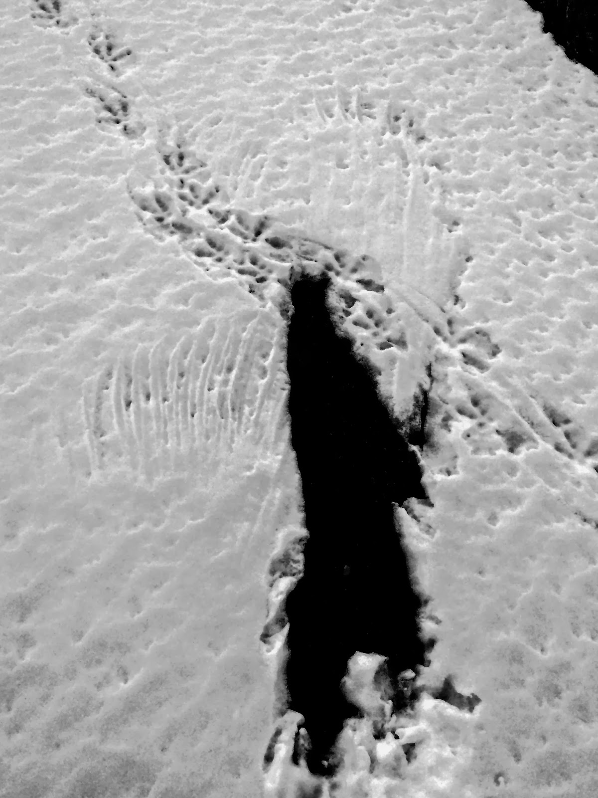 SPEED OF A PLANT Snowy Owl Snow Prints