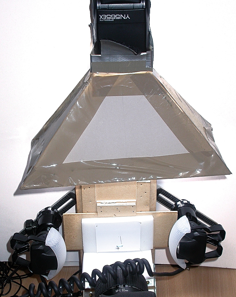 Nature photography with magnification: Lighting specimens for focus ...