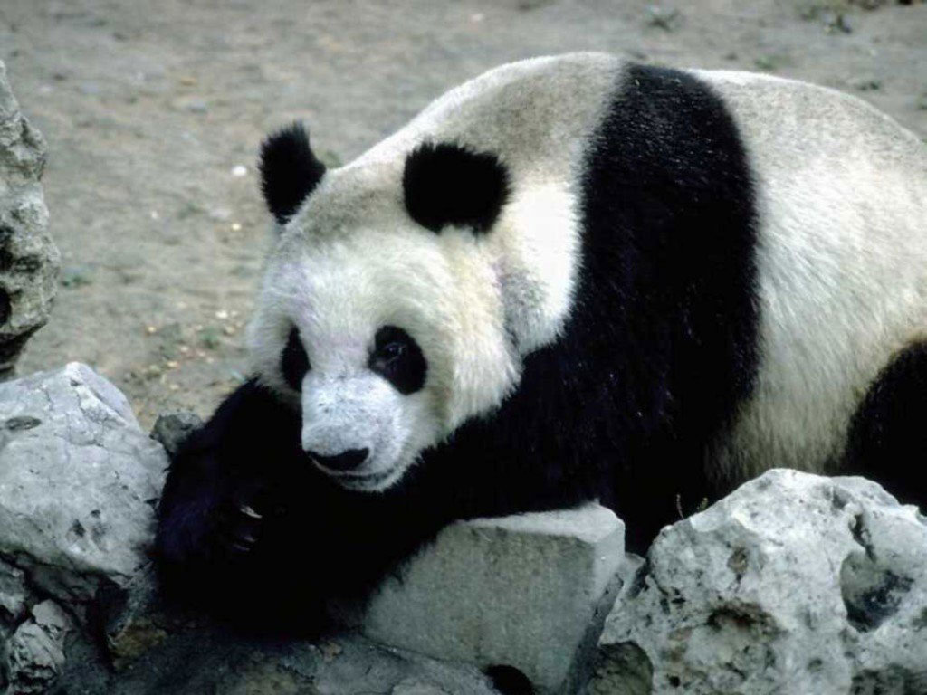 Bravo Wallpaper: Panda Wallpaper Pack 1 (1024x768)