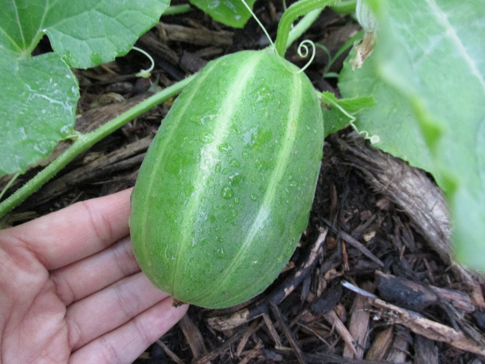 Kentucky Fried Garden Melons in the Pepper Bed and the Biggest Tomato