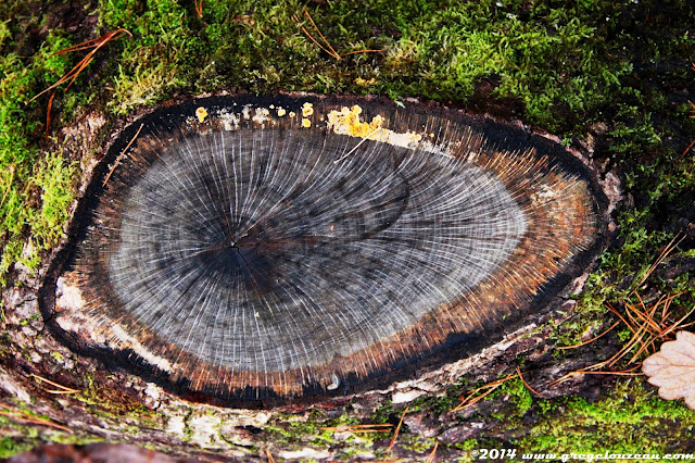 Champignon Lignivore sur souche de chêne, Forêt de Fontainebleau, (C) 2014 Greg Clouzeau