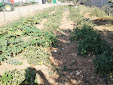 Vegetable garden