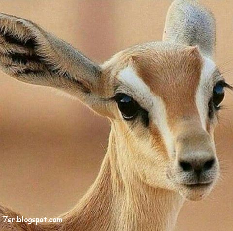 صور غزال أجمل صور غزلان 2021