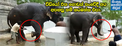 This video will make you cry - Elephant harassment This video will make you cry - Elephant harassment