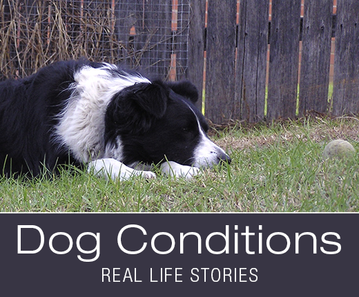 Dog Conditions - When Your Dog Stops Eating: Julie's Story
