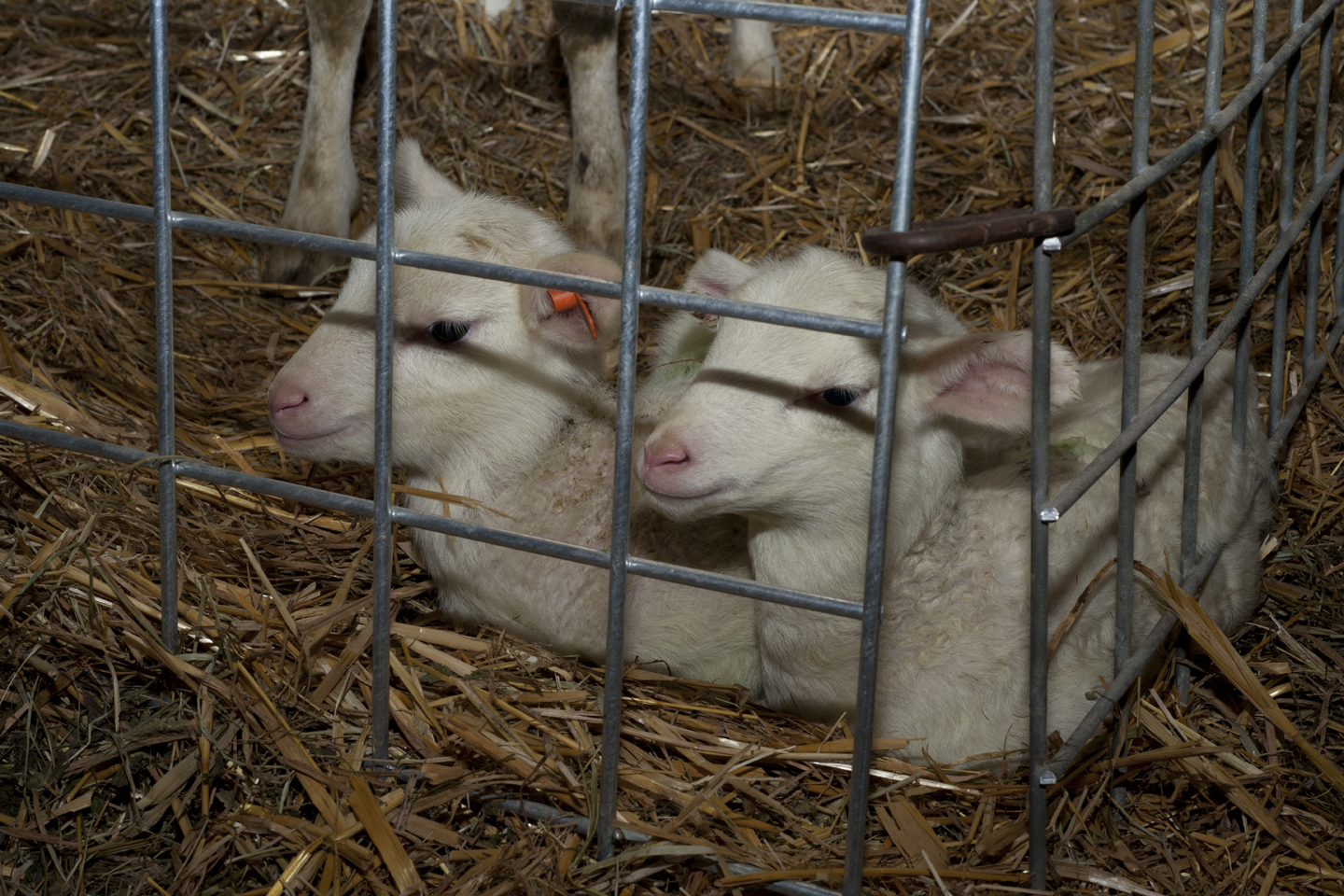Premier Farm Diary Newborn lamb tips