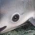 Scientists Estimate The Total Extinction Of Vaquita Porpoises In 2019, With Only 22 Remaining