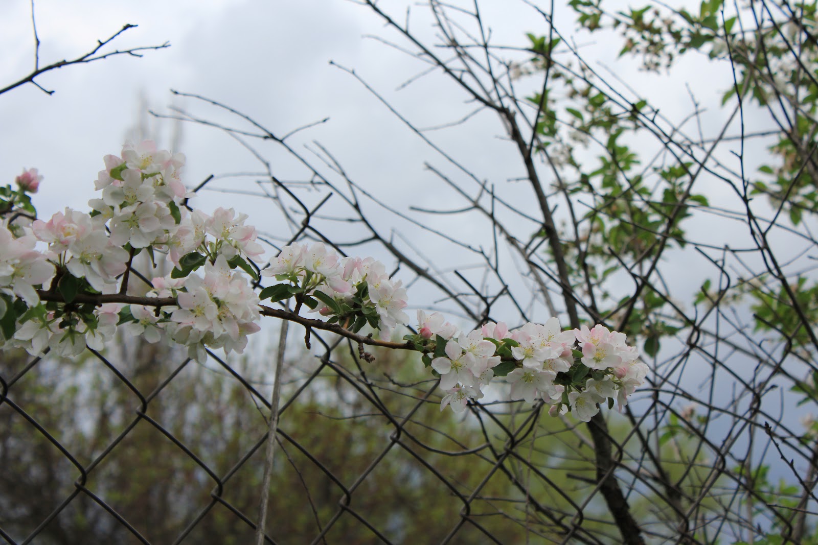 1 гроза весной. Фотография весенней грозы. Организатор весенней грозы в Пензе. Гроза весной фото небо деревья цветет. Shutterstock весеннюю грозу снег.