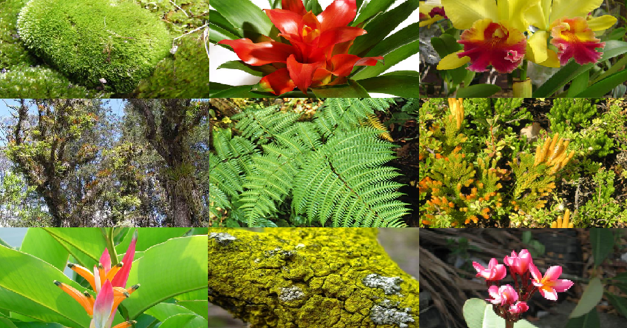 Ecuador Maravilloso Fauna y Flora