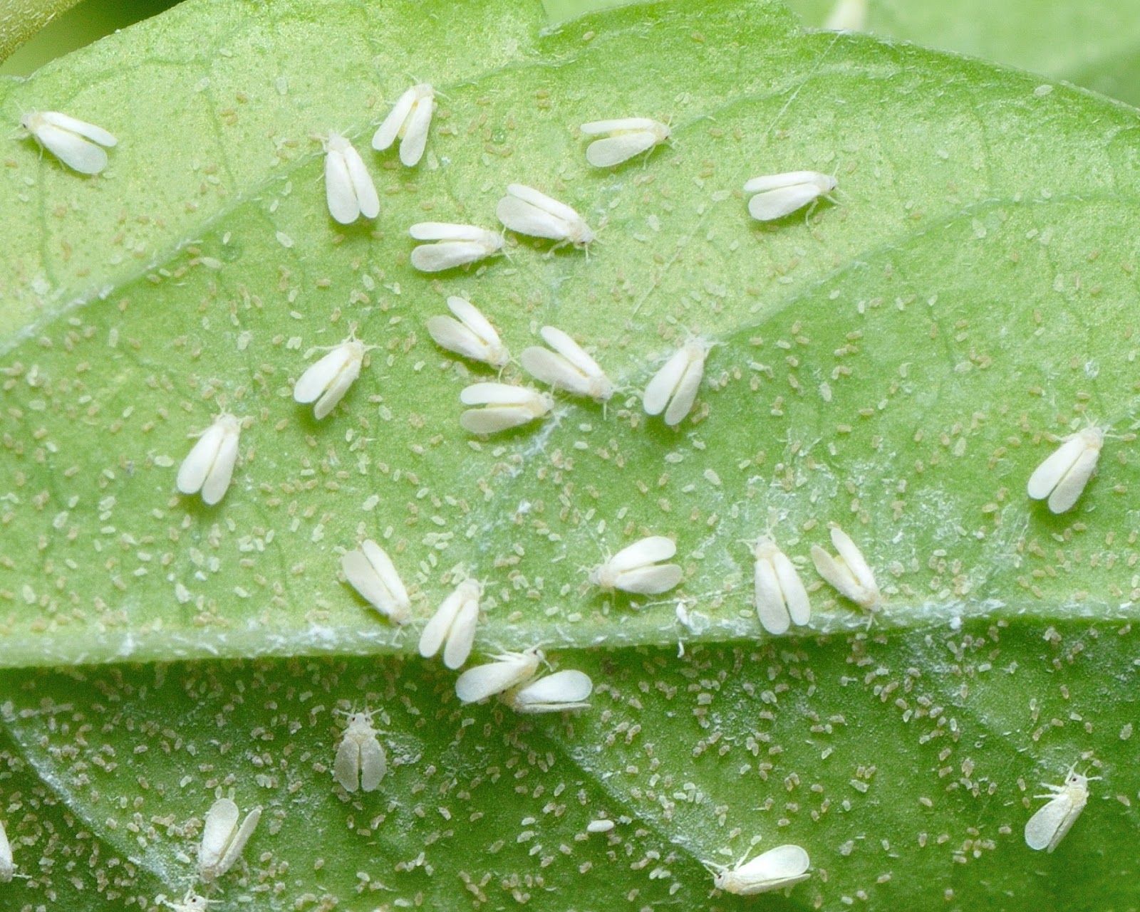 Whiteflies