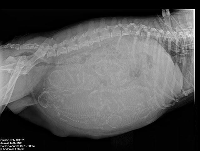 Radiographie abdomen bouledogue francais
