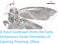 http://sciencythoughts.blogspot.co.uk/2013/09/a-fossil-cockroach-from-early.html
