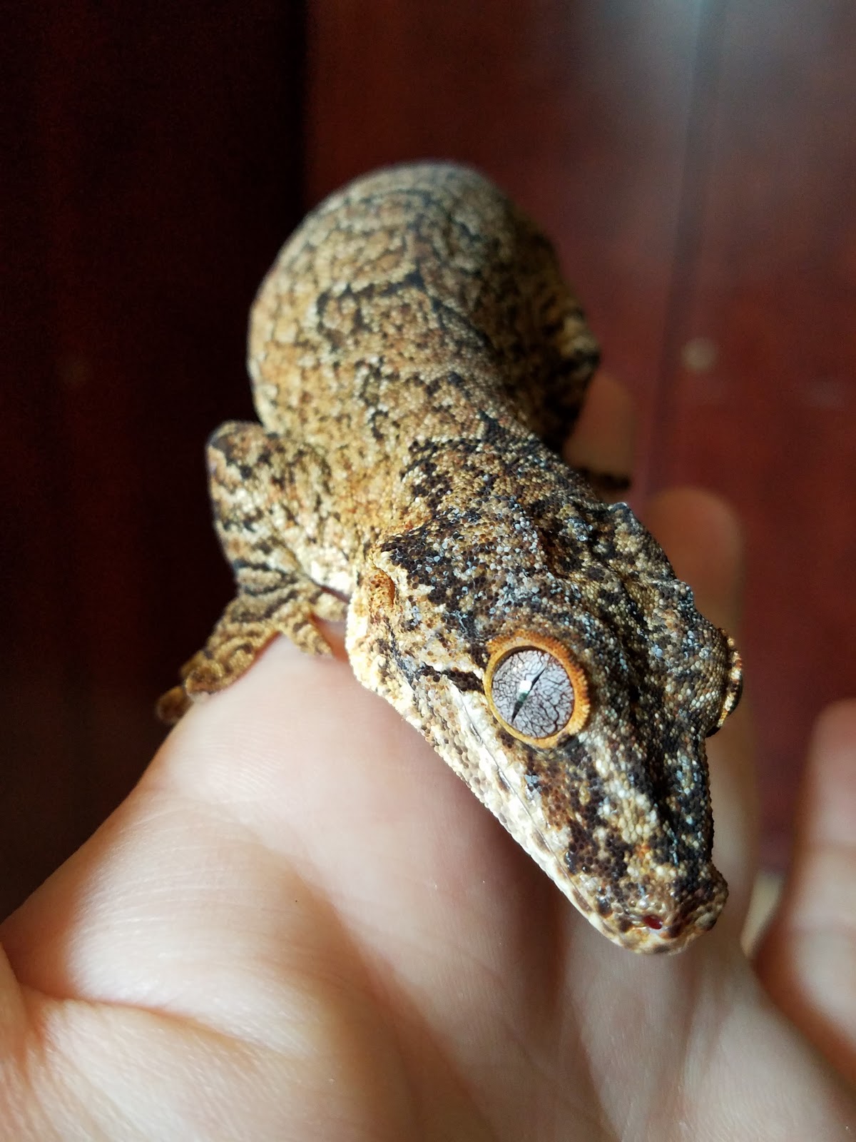 Momcicle Mania Gargoyle gecko breeding trial