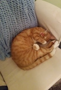 Image of Kitty sleeping curled up in soft chair