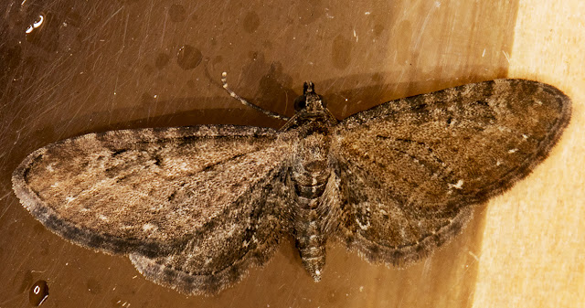 Common Pug, Eupithecia vulgata. Hayes, 1 June 2016. Common Pug, Eupithecia vulgata. Hayes, 1 June 2016.