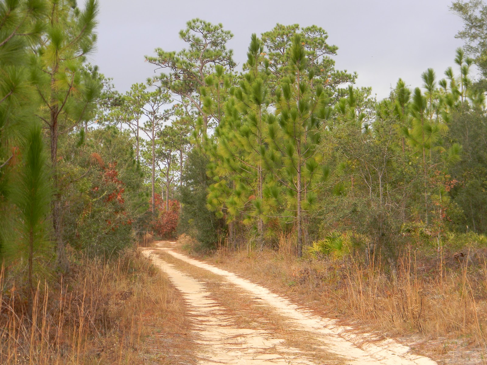 RVFulltimingLove Eglin Air Force Base Wildlife Management Area