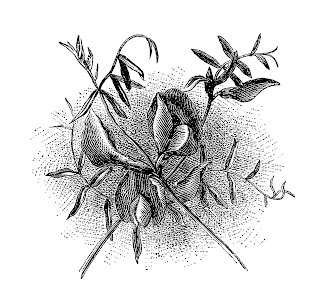digital Common Vetch illustration wildflower image flower illustration digital botanical download
