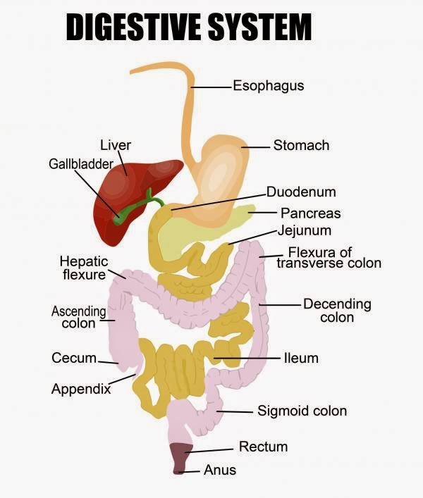    The Gut This article gives a brief overview of the gut and how the gut works.  What is the gut? The gut (gastrointestinal tract) is the long tube that starts at the mouth and ends at the anus.     Where is the gut found? The mouth is the first part of the gastrointestinal tract. When we eat, food passes down the oesophagus (gullet), into the stomach, and then into the small intestine. The small intestine has three sections - the duodenum, jejunum and ileum. The duodenum is the first part of the small intestine and follows on from the stomach. The duodenum curls around the pancreas creating a c-shaped tube. The jejunum and ileum make up the rest of the small intestine and are found coiled in the centre of the abdomen. The small intestine is where food is digested and absorbed into the bloodstream.  Following on from the ileum is the first part of the large intestine, called the caecum. Attached to the caecum is the appendix. The large intestine continues upwards from here and is known as the ascending colon. The next part of the gut is called the transverse colon because it crosses the body. It then becomes the descending colon as it heads downwards. The sigmoid colon is the S shaped final part of the colon which leads on to the rectum. Faeces is stored in the rectum and pushed out through the anus when you go to the toilet. The anus is a muscular opening that is usually closed unless you are passing stool. The large intestine absorbs water, and contains food that has not been digested, such as fibre.  What does the gut do? The gut processes food - from the time it is first eaten until it is either absorbed by the body or passed out as faeces. The process of digestion begins in the mouth. Here your teeth and enzymes (chemicals made by the body) begin to break down food. Muscular contractions help to move food into the oesophagus and on to the stomach. Chemicals produced by cells in the stomach begin the major work of digestion.  While some foods and liquids are absorbed through the lining of the stomach, the majority are absorbed in the small intestine. Muscles in the wall of the gut mix your food with the enzymes produced by the body. They also move food along towards the end of the gut.  Food that can't be digested, waste substances, bacteria and undigested food all get passed out as faeces.  How does it work? The mouth contains salivary glands which release saliva. When food enters your mouth the amount of saliva increases. Saliva helps to lubricate food and contains enzymes that start chemically digesting your meal. Teeth break down large chunks into smaller bites. This gives a greater surface area for the body's chemicals to work on. Saliva also contains special chemicals that help stop bacteria from causing infections.  The amount of saliva released is controlled by your nervous system. A certain amount of saliva is normally continuously released. The sight, smell or thought of food can also stimulate your salivary glands.  To pass food from your mouth to the oesophagus you must be able to swallow. Your tongue helps to push food to the back of the mouth. Then the passages to your lungs close and you stop breathing for a short time. The food passes into your oesophagus. The oesophagus releases mucous to lubricate food. Muscles push your meal downwards towards the stomach.  The stomach is a j-shaped organ found between the oesophagus and duodenum. When empty it is about the same size as a large sausage. Its main function is to help digest the food you eat. The other main function of the stomach is to store food until the gut is ready to receive it. You can eat a meal faster than your intestines can digest it.  Digestion involves breaking food down into its most basic parts. It can then be absorbed through the wall of the gut into the bloodstream and transported around the body. Just chewing food doesn't release the essential nutrients, so enzymes are needed.  The wall of the stomach has several different layers. The inner layers contain special glands. These glands release enzymes, hormones, acid and other substances. These secretions form gastric juice, the liquid found in the stomach.  Muscle and other tissue form the outer layers. A few minutes after food enters the stomach the muscles within the stomach wall start to contract (tighten). This creates gentle waves in the stomach contents. This helps to mix the food with gastric juice.  Using its muscles the stomach then pushes small amounts of food (now known as chyme) into the duodenum. The stomach has two sphincters, one at the bottom and one at the top. Sphincters are bands of muscles that form a ring. When they contract the opening the control closes. This stops chyme going into the duodenum before it is ready.  Digestion of food is controlled by your brain, nervous system and various hormones released in the gut. Even before you begin eating, signals from your brain travel via nerves to your stomach. This causes gastric juice to be released in preparation for food arriving. Once food reaches the stomach, receptors (special cells which detect changes in the body) send their own signals. These signals cause the release of more gastric juice and more muscular contractions.  When food starts to enter the duodenum this sets off different receptors. These receptors send signals that slow down the muscular movements and reduce the amount of gastric juice made by the stomach. This helps to stop the duodenum being overloaded with chyme.   The duodenum, jejunum and ileum make up the small intestine. The first part of the duodenum receives food from the stomach. It also receives bile from the gallbladder via the bile duct, and pancreatic enzymes made by cells in the pancreas via the pancreatic duct. Pancreatic enzymes are needed to break down and digest food. Bile, although not essential, helps in the digestion of fatty foods. Cells and glands in the lining of the the small intestines also produce intestinal juice that helps digestion. Contractions in the wall of the small intestine help to mix food and to move it along.  The small intestine also has special features which help to increase the amount of nutrients absorbed by the body. The inner layer of the small intestine has millions of what are known as villi. These are tiny finger like structures with small blood vessels inside. They are covered by a thin layer of cells. Because this layer is thin it allows the nutrients released by digestion to enter the blood. Most of the important nutrients needed by the body are absorbed at different points of the small intestine.  Following on from the ileum is the large intestine. The inside of the large intestine is wider than the small intestine. It does not contain villi, and mainly absorbs water. Bacteria in the large intestine also help with the final stages of digestion. Once chyme has been in the large intestine for 3-10 hours it becomes semi solid. This is because most of the water has been removed. These remnants are now known as faeces.  Movements of the muscles found in the large intestine help to digest the chyme and move faeces towards the rectum. When faeces are present in the rectum the walls of the rectum stretch. This stretch activates special receptors. These receptors send signals via nerves to the spinal cord. The spinal cord signals back to the muscles in the rectum, increasing pressure on the first sphincter of the anus. The second, or external sphincter of the anus is under voluntary control. This means you can decide whether you will open your bowels or not. Young children have to learn to control this during toilet training.  Some disorders of the gut • Acid Reflux & Oesophagitis • Anal Fissure • Appendicitis • Barrett's Oesophagus • Cancer of the Bowel • Cancer of the Liver • Cancer of the Oesophagus • Cancer of the Pancreas • Cancer of the Stomach • Cholecystitis • Coeliac Disease • Constipation • Crohn's Disease • Cystic Fibrosis • Diarrhoea • Diverticula • Duodenal Ulcer • Dyspepsia • Gallstones • Gastroenteritis • Haemorrhoids (Piles) • Helicobacter Pylori & Stomach Pain • Hernia • Hiatus Hernia • Irritable Bowel Syndrome • Mesenteric Adenitis • Pancreatitis • Pruritus Ani (Itchy Bottom) • Pyloric Stenosis • Rectal Bleeding (Blood in Faeces) • Stomach (Gastric) Ulcer • Threadworms • Toddler's Diarrhoea • Ulcerative Colitis      ==---==