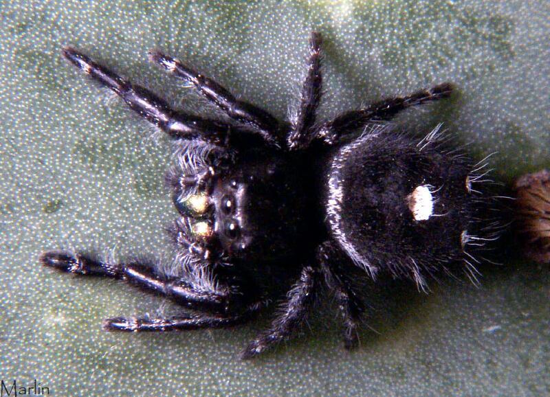 Black Spider With White Spots On Back Telegraph Black Spider With White Spots On Back Telegraph