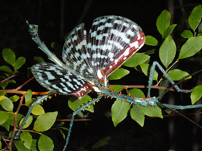 foto: bicho palo achrioptera spinosissima