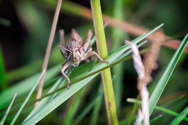 Macro image of a lesser marsh grasshopper looking like a dragon