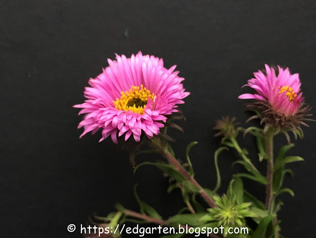 Kräuter im Schrebergarten Herbstaster