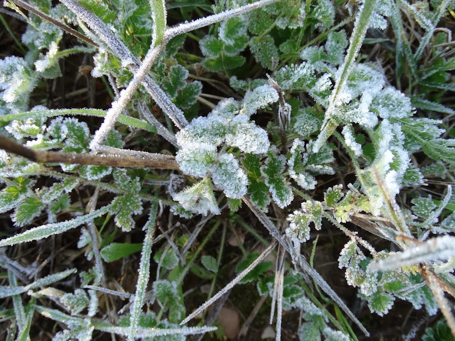 HIERBAS DEL CAMPO HELADAS