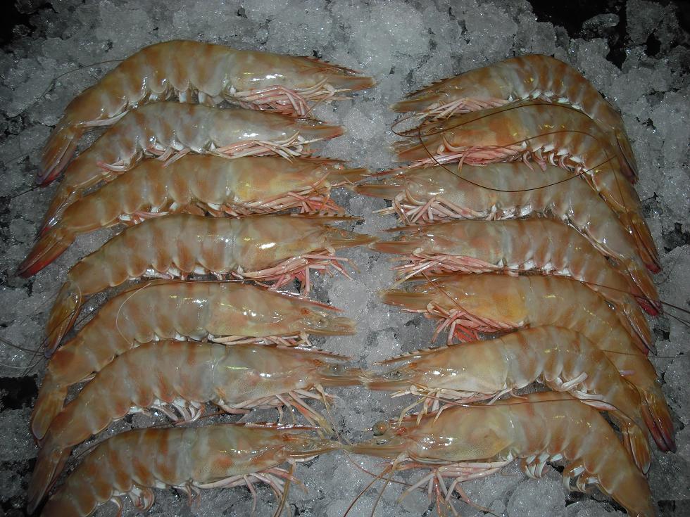 Butterworth Seafoods HON SHELL ON FROZEN SHRIMP BAHRAIN