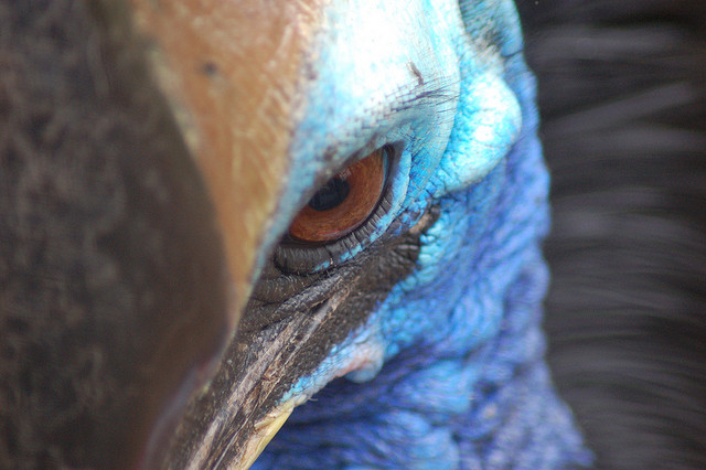 cassowary+most+dangerous+bird+in+the+wor