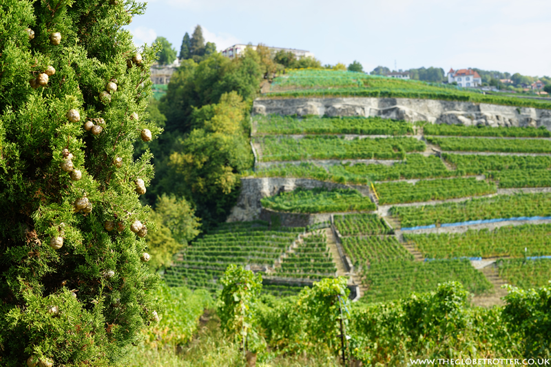Lavaux UNESCO listed Vineyards