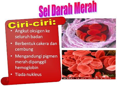 kandungan darah manusia : sel darah merah