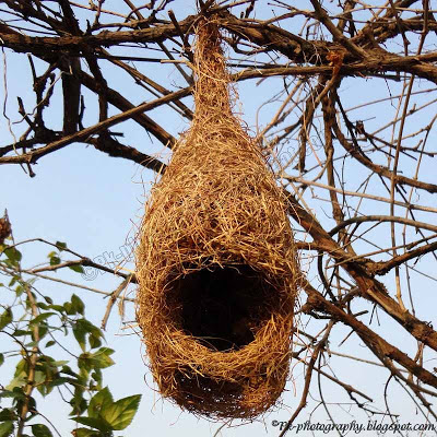 Baya Weaver Nest