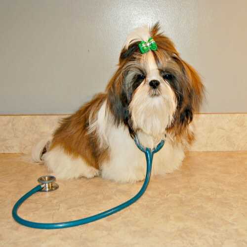 Leve o shih tzu ao veterinário com regularidade